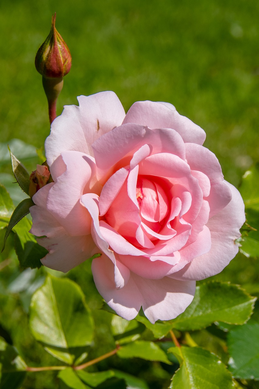 rose  bud  flower free photo