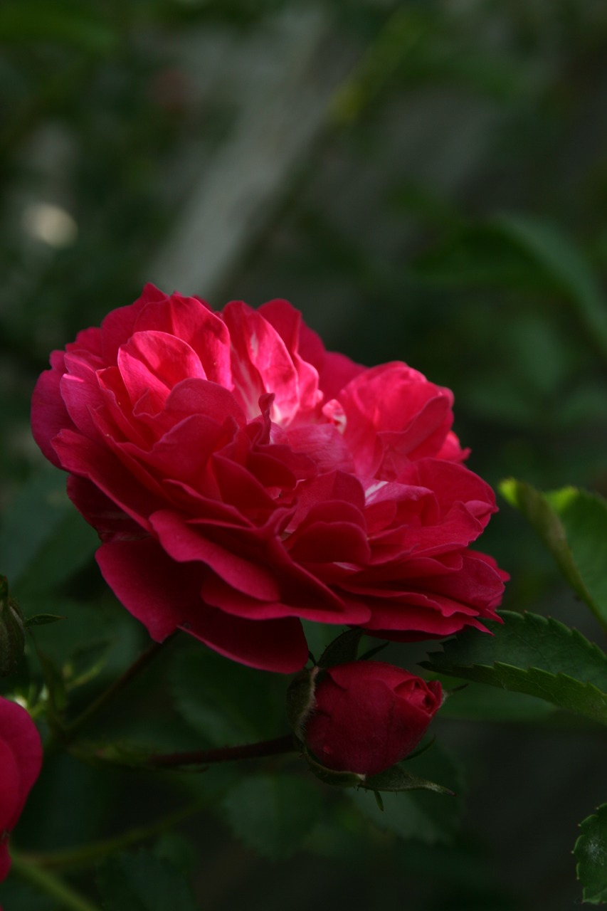 rose  pink  flower free photo