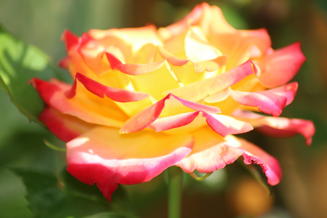 rose  flower  blossom free photo