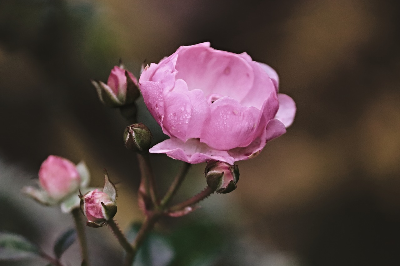 rose  pink  bud free photo