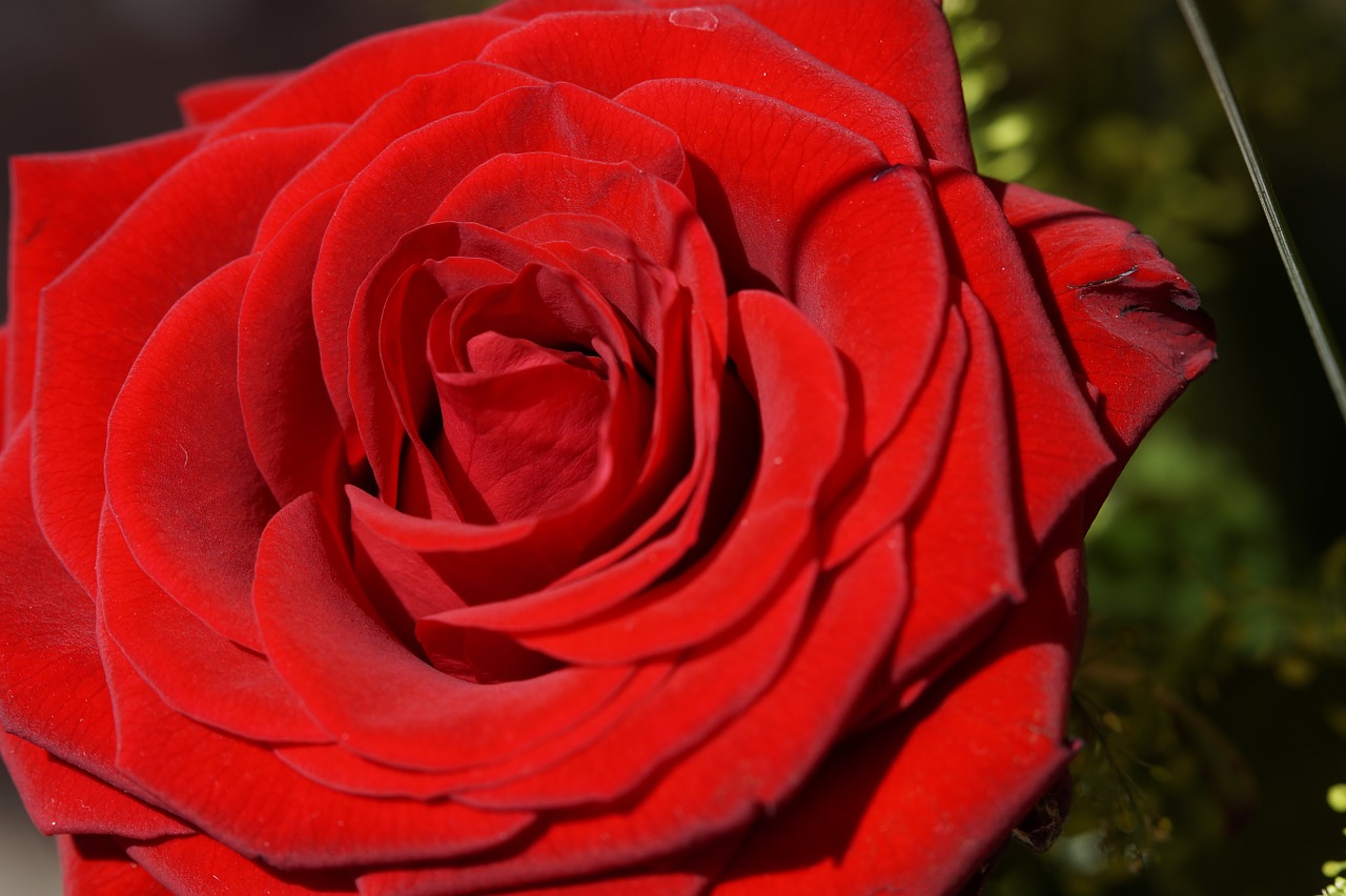 rose red rose close free photo