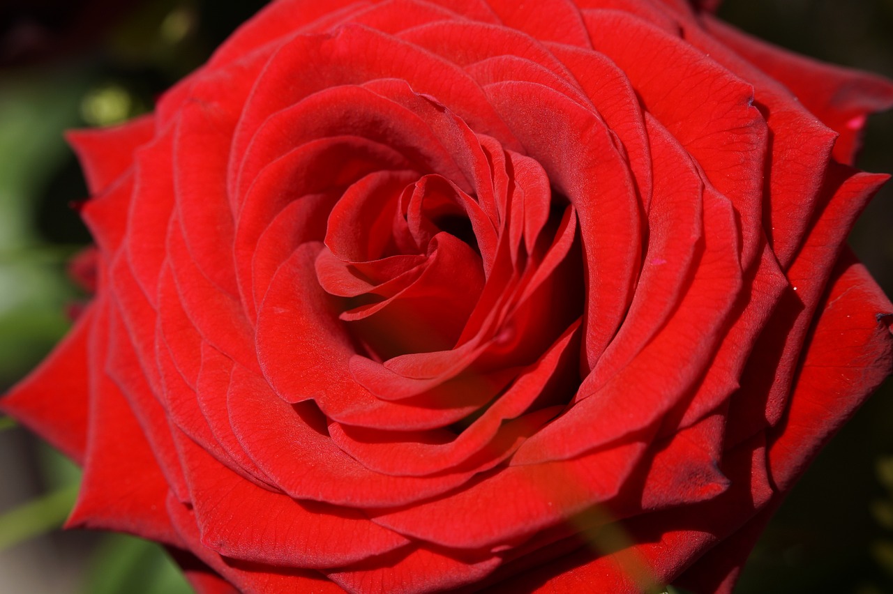 rose red rose close free photo