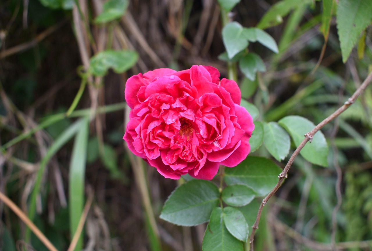 rose  flower  blossom free photo