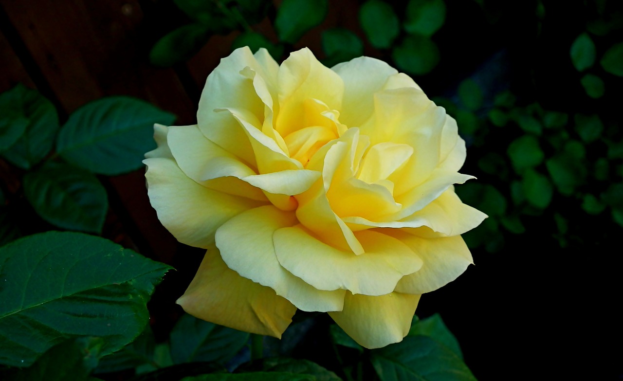 rose  flower  fragrant free photo