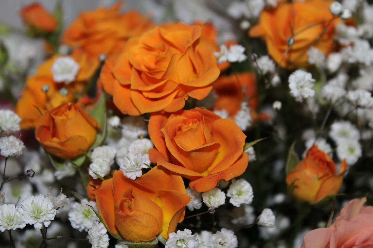 rose  flowers  romantic free photo