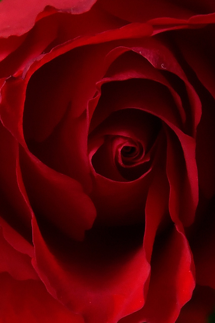 rose  rose petals  red rose free photo