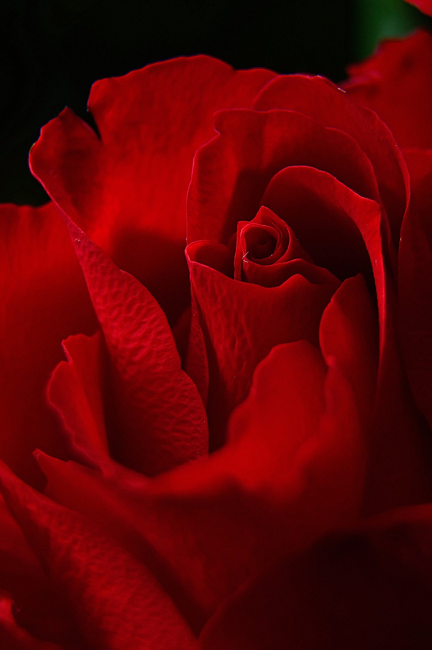 rose  rose petals  red rose free photo