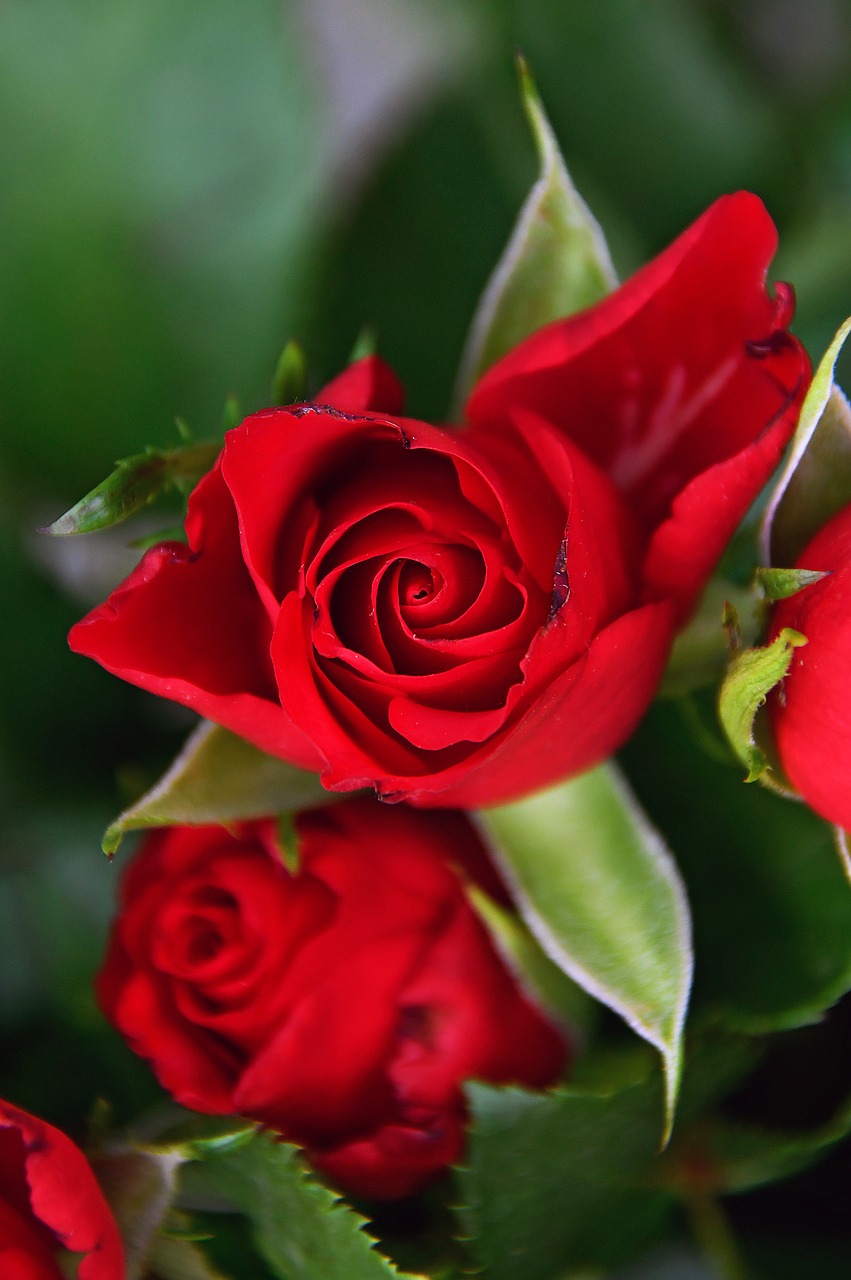 rose  rose petals  red rose free photo