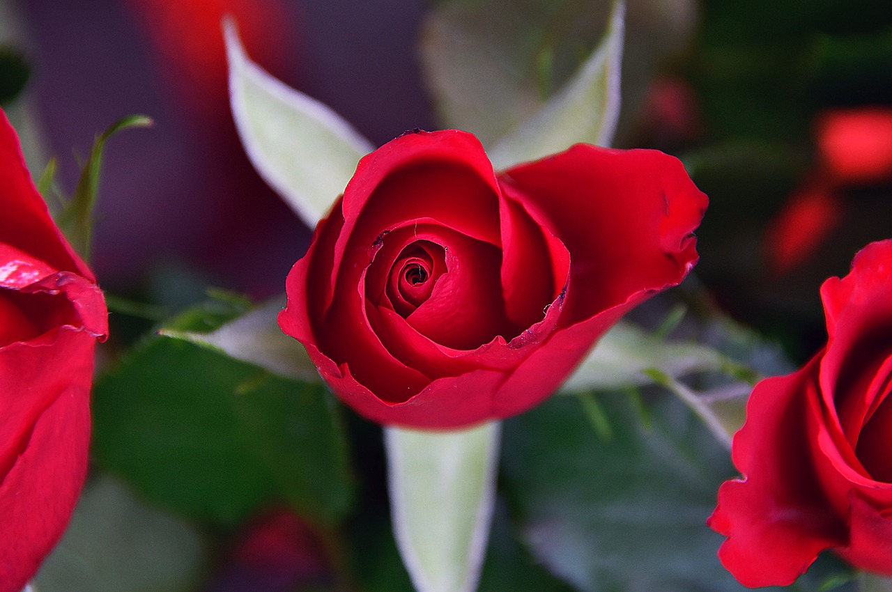 rose  rose petals  red rose free photo