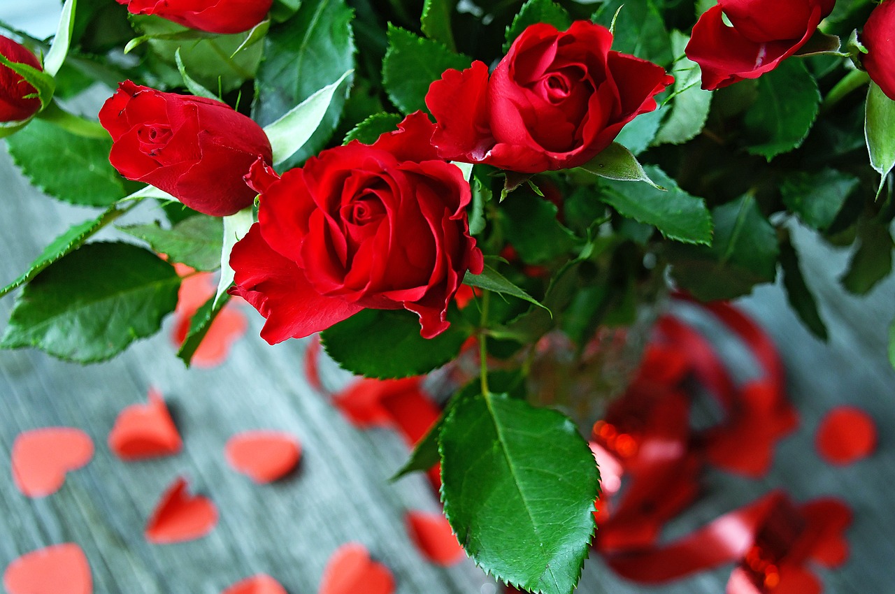 rose  rose petals  red rose free photo