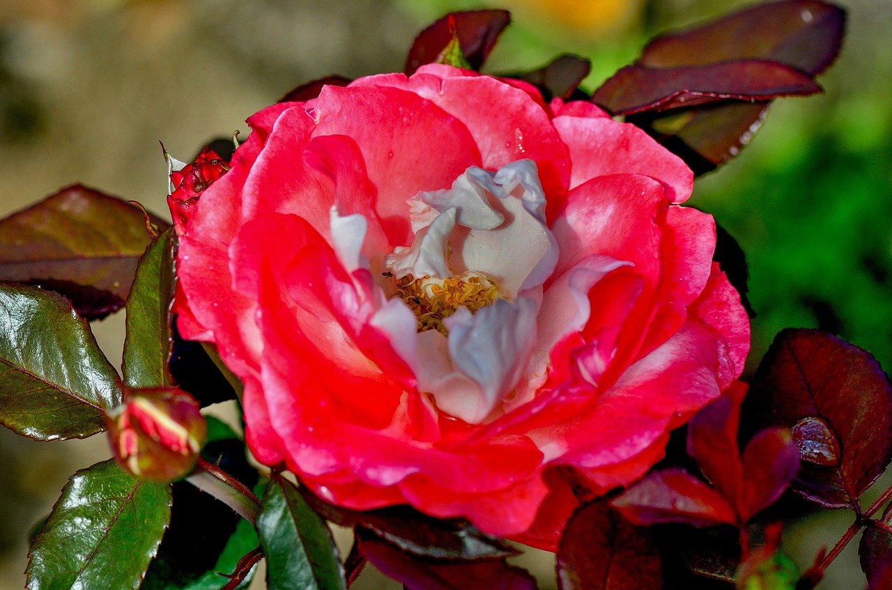 rose  flower  red free photo