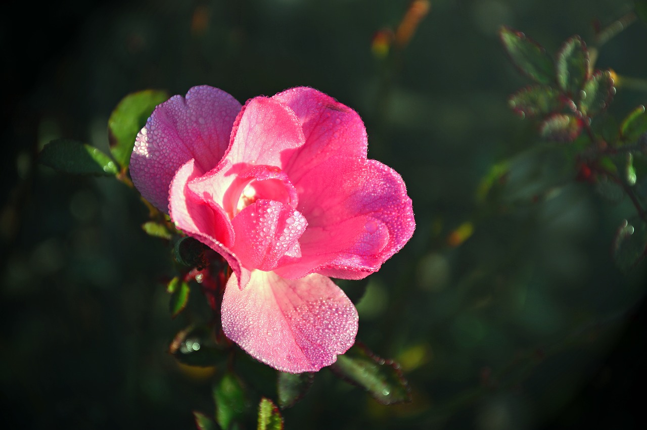 rose  wild rose  blossom free photo