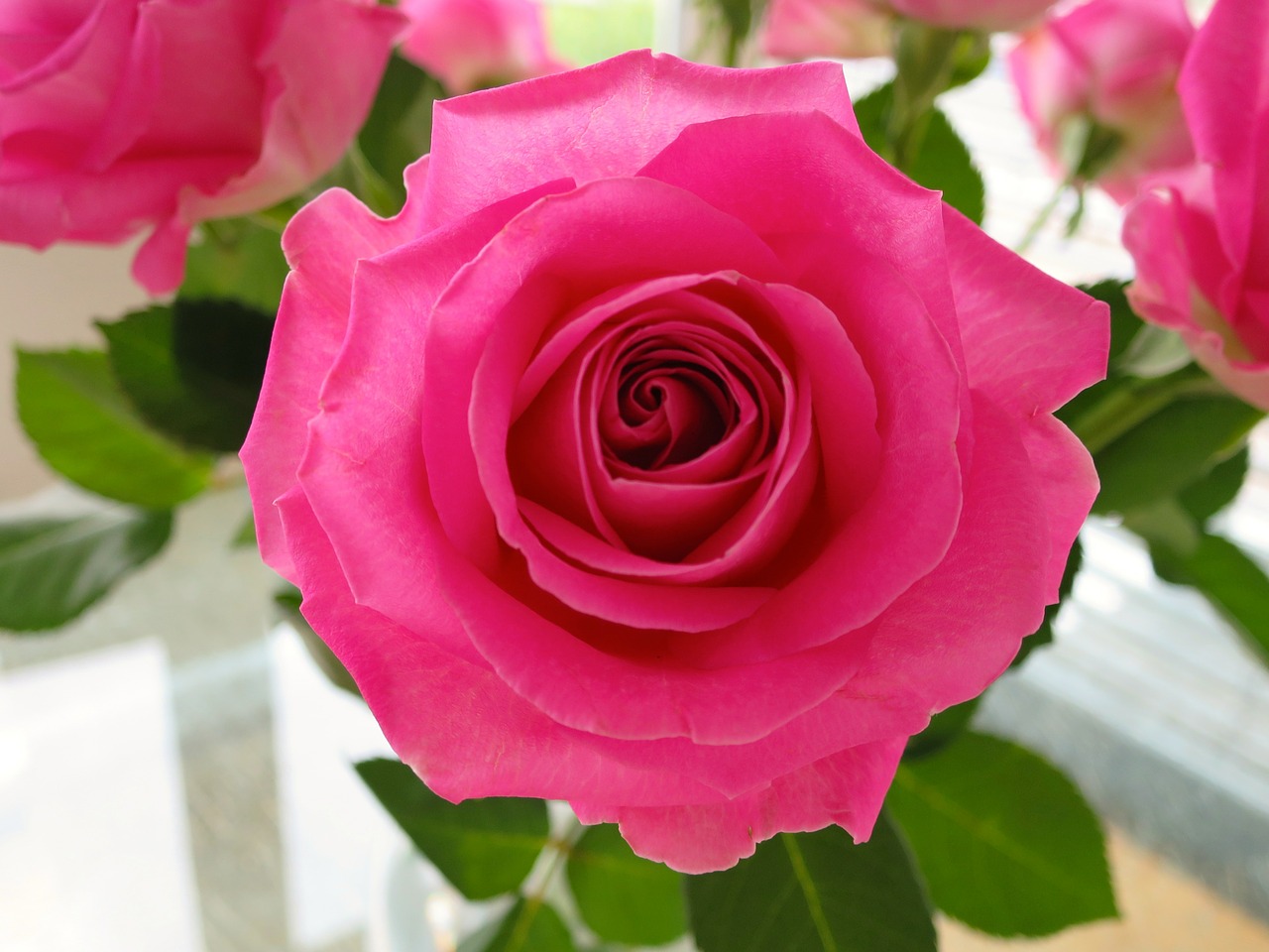 rose flower blossom free photo