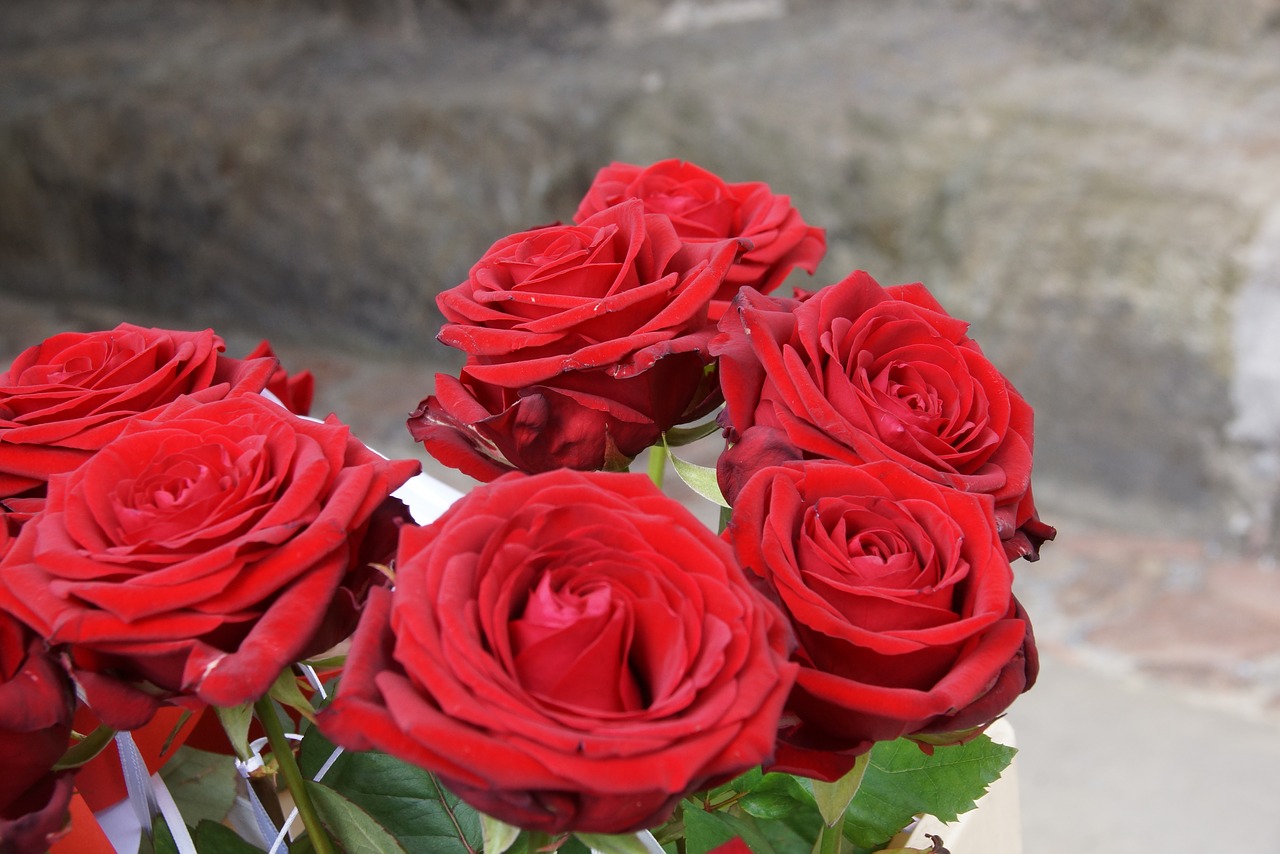 rose  red  bridal bouquet free photo