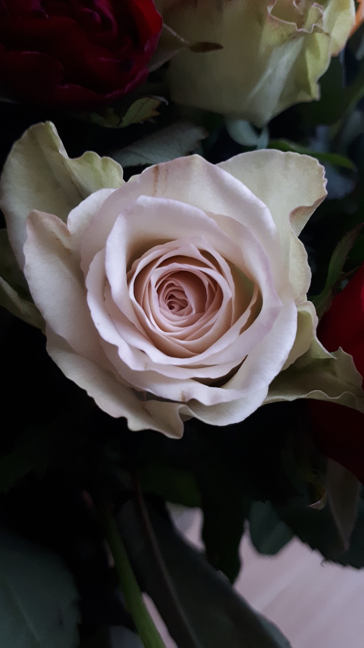 rose  pink  leaves free photo