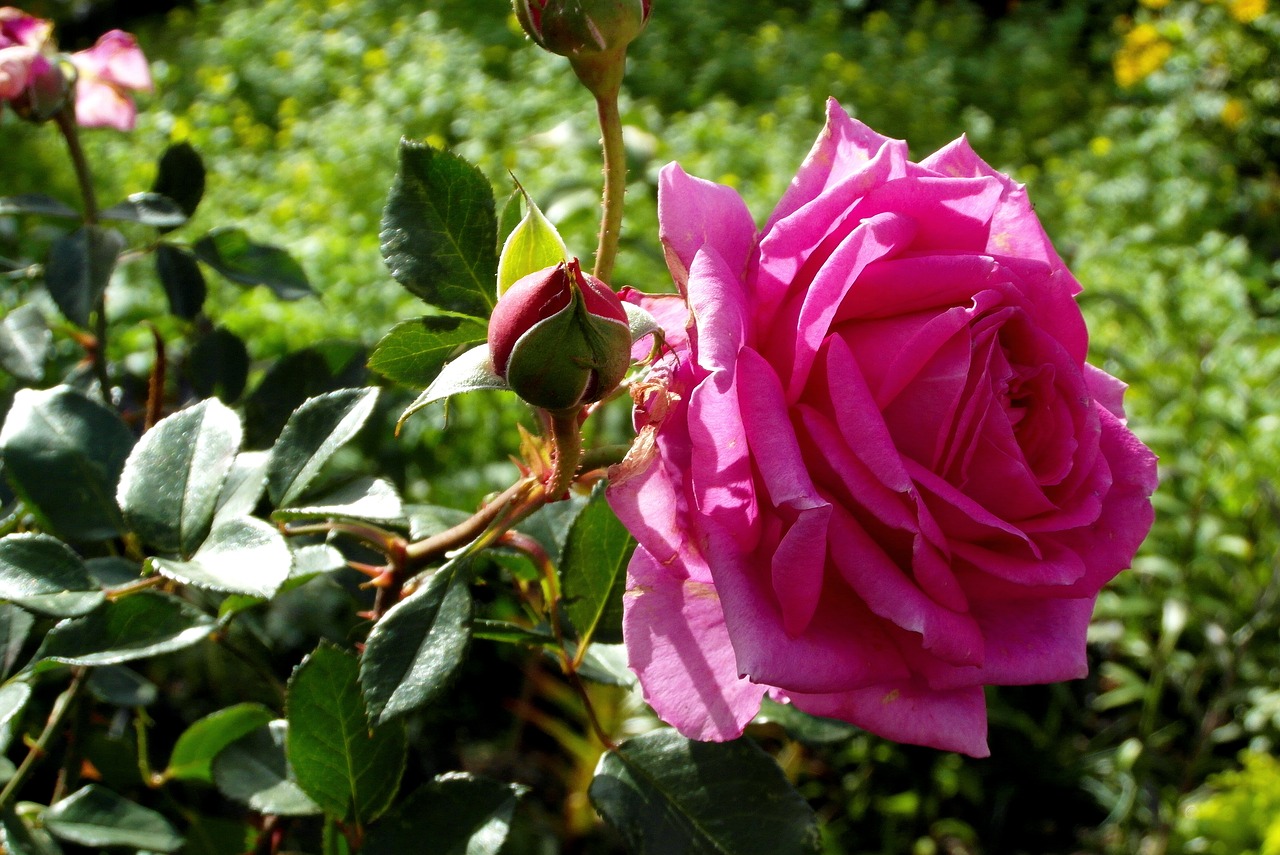 rose  pink  flower free photo