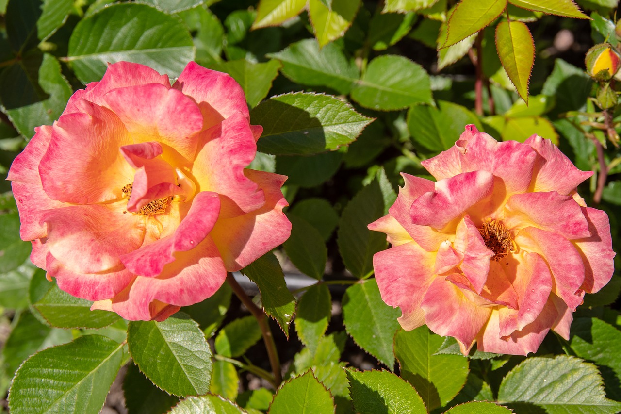 rose  pink  flower free photo