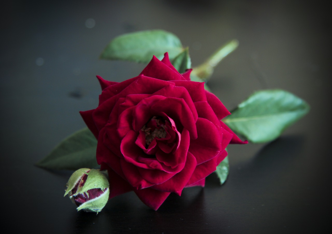 rose  flower  red free photo