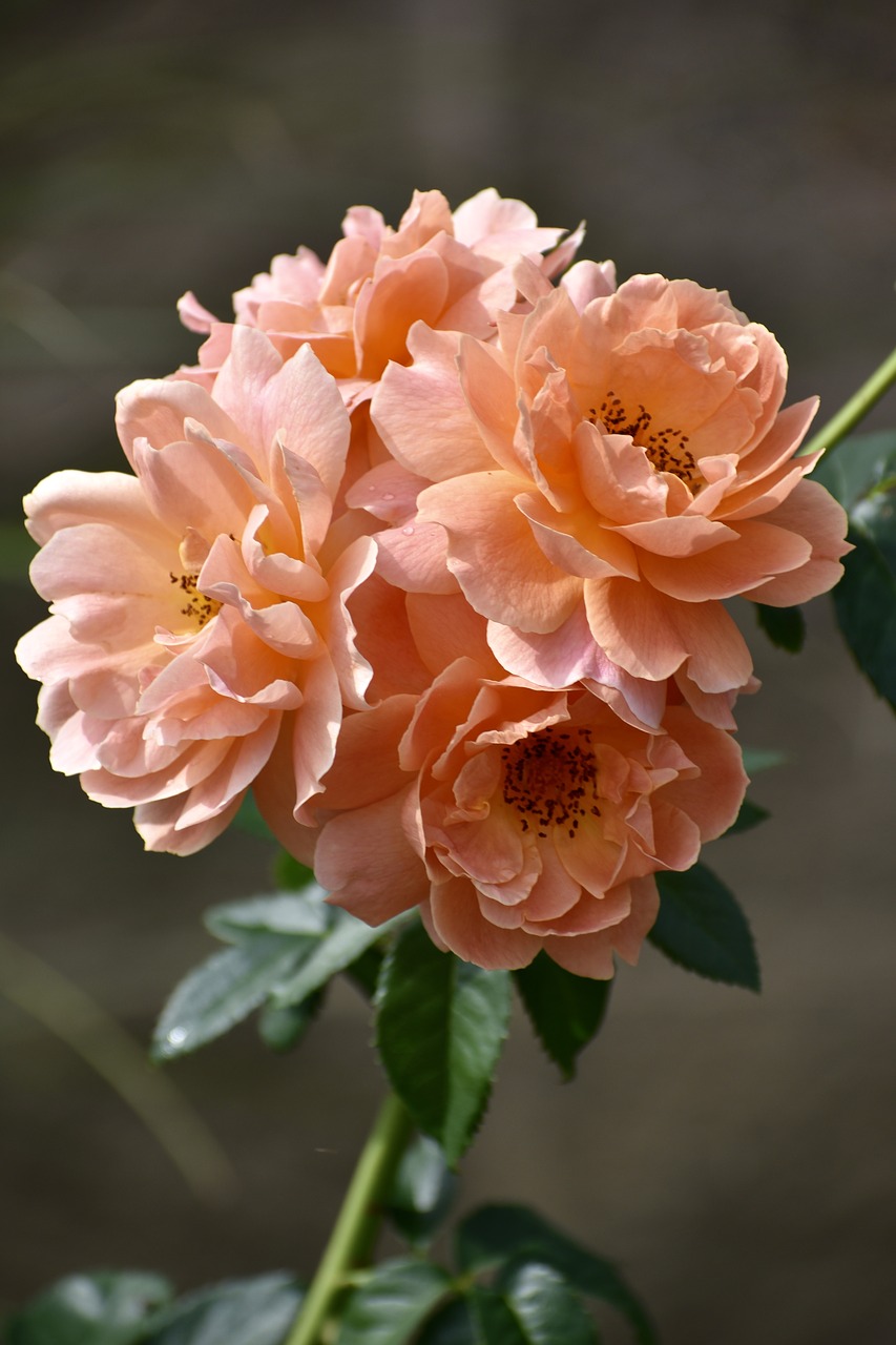 rose  peach  flower free photo
