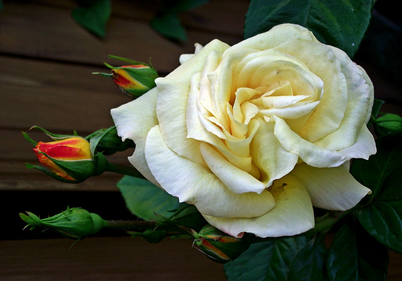 rose  flower  tea free photo