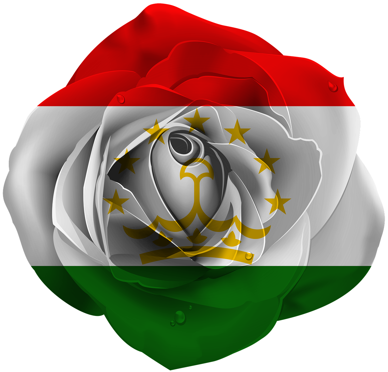 rose  iran  tajikistan free photo