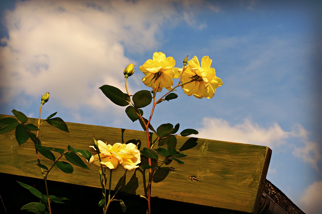 rose  flower  plant free photo