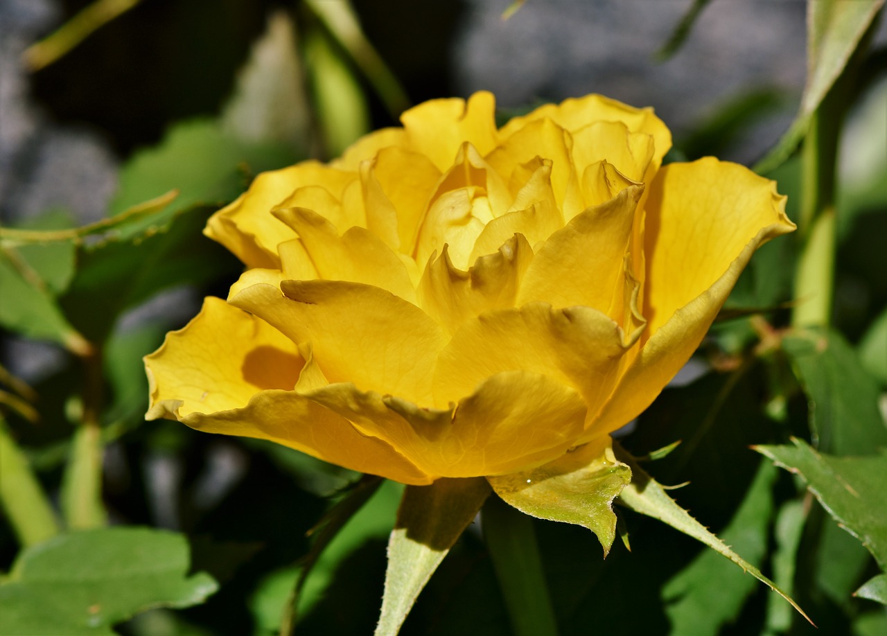 rose  rose bloom  floribunda free photo