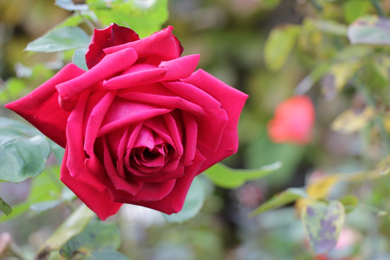 rose  flower  red free photo