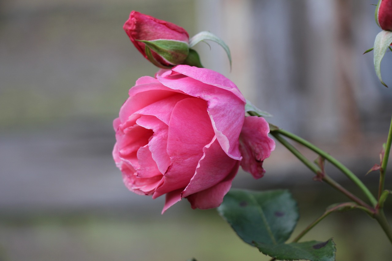 rose  pink  flower free photo