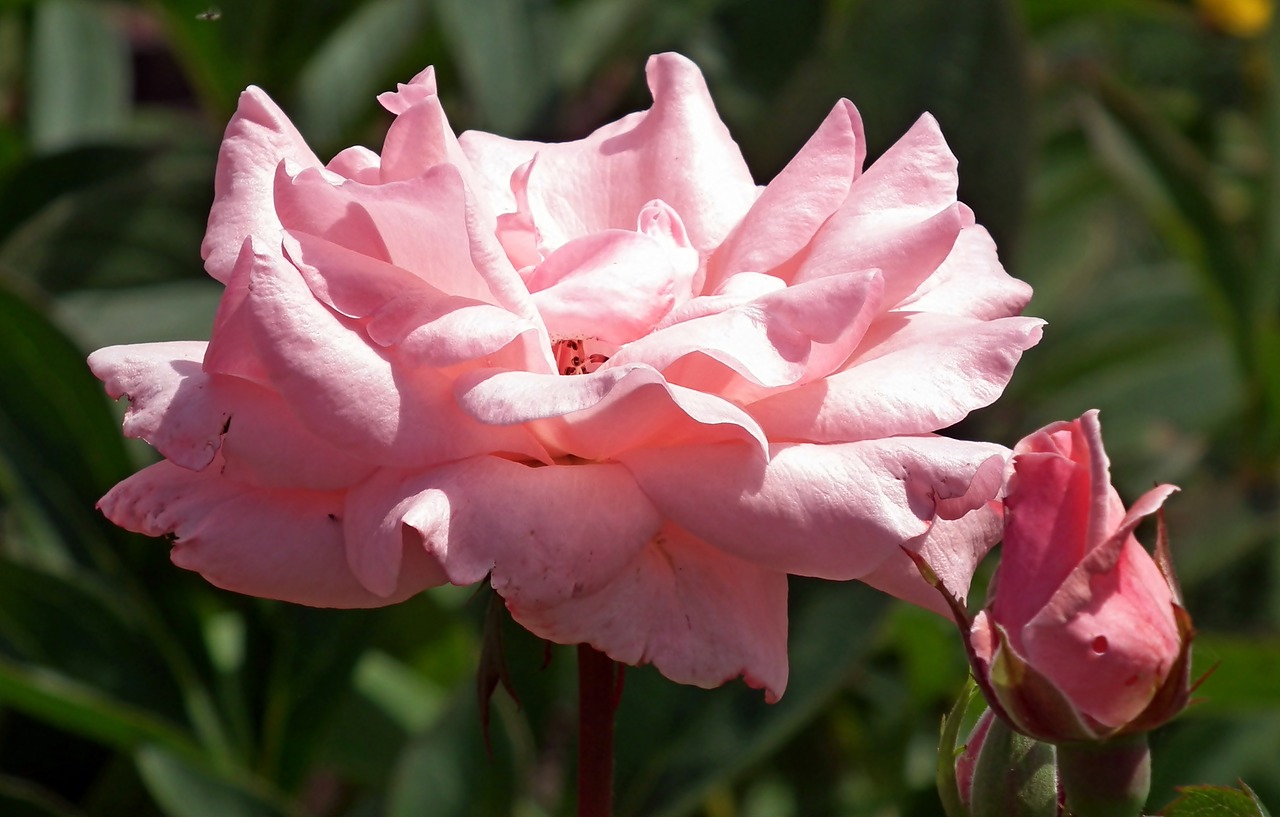 rose  flower  pink free photo