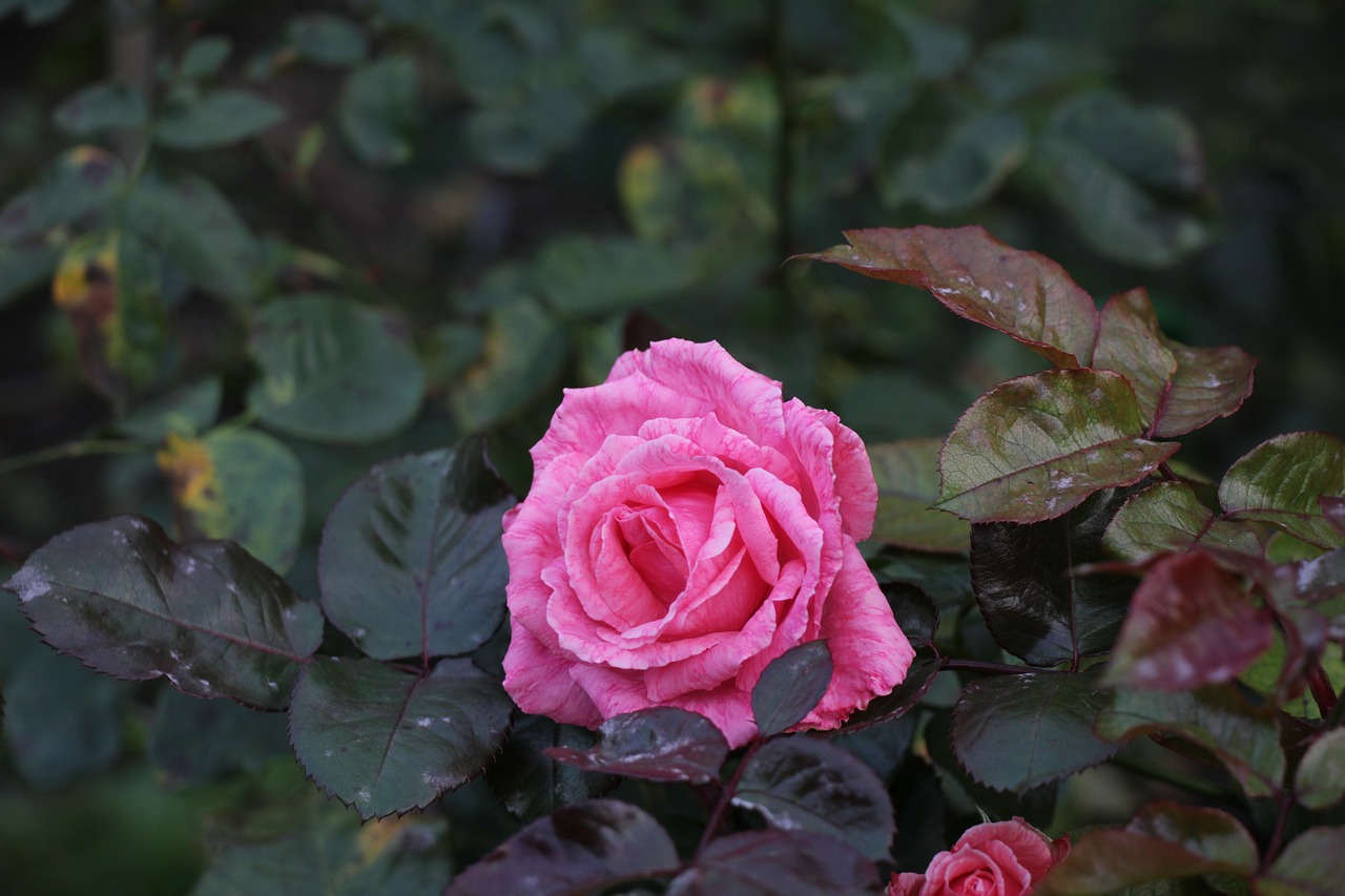 rose  autumn  flower free photo