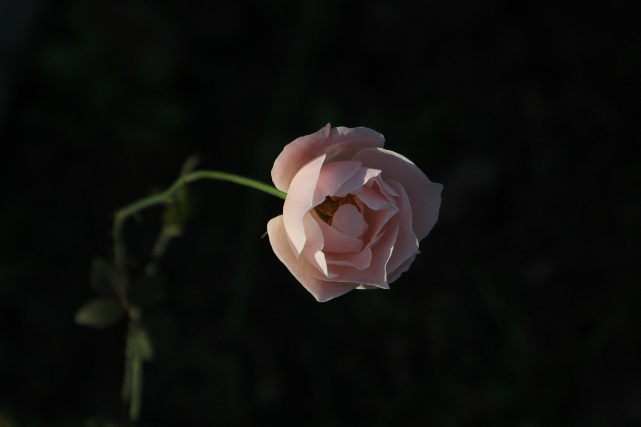 rose plant beautiful free photo