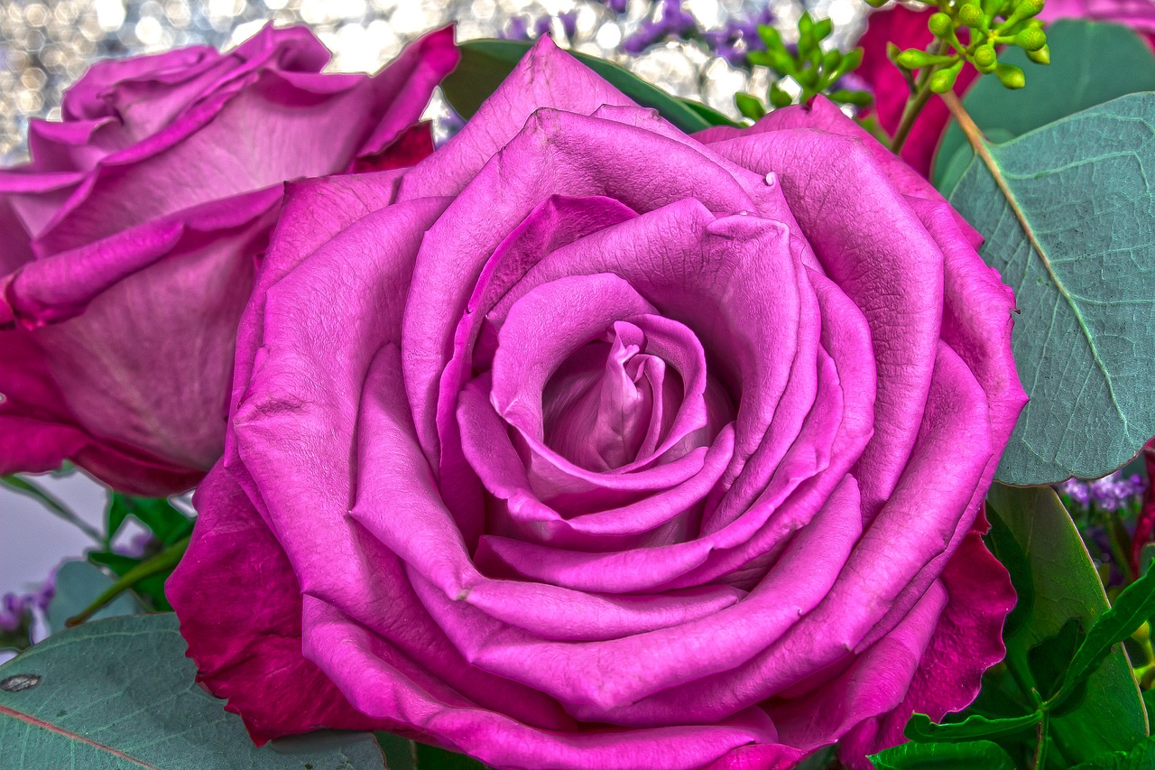 rose  pink  purple free photo