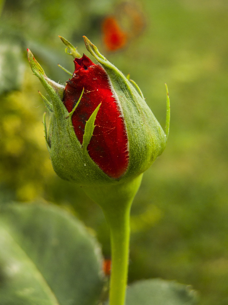 rose red flower free photo