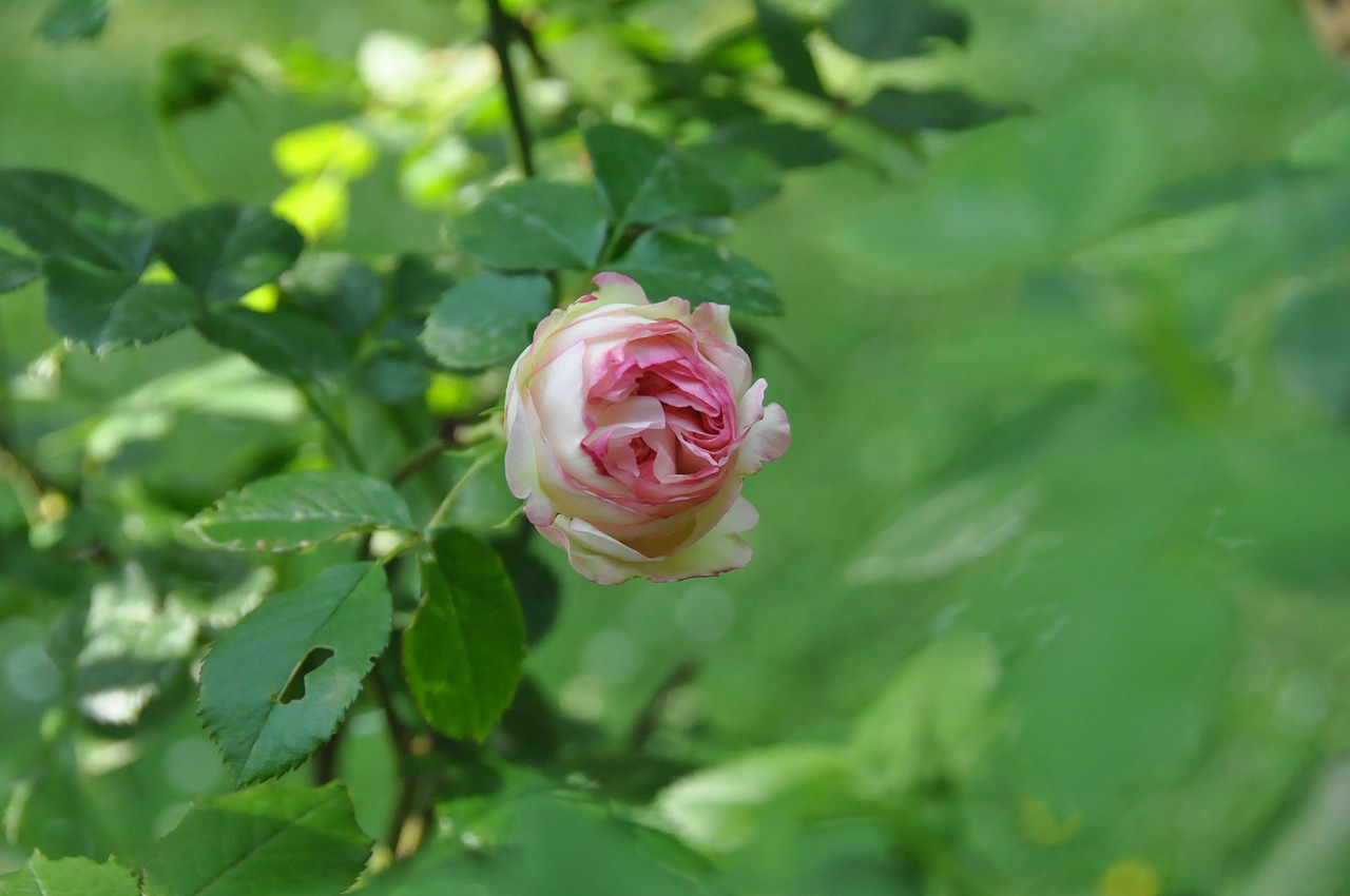 rose  flower  blossom free photo