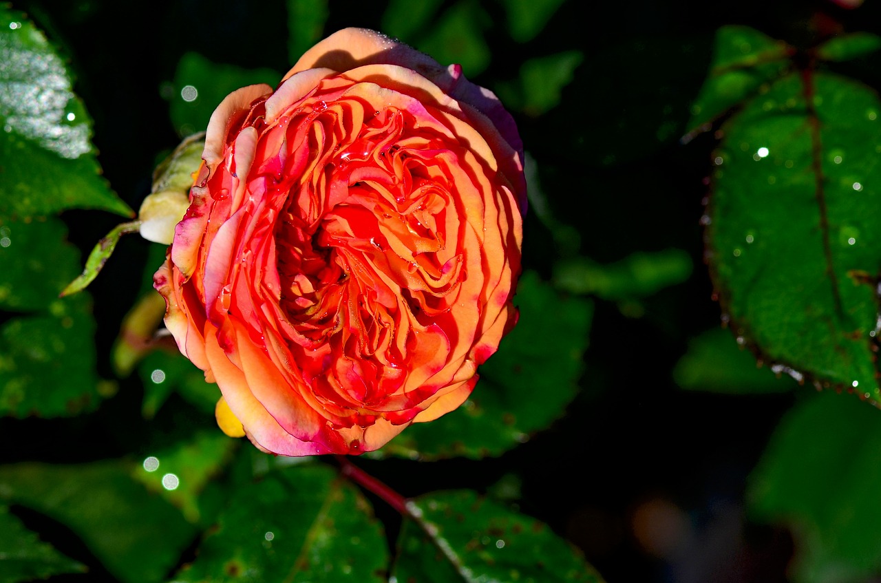 rose  flowers  nature free photo