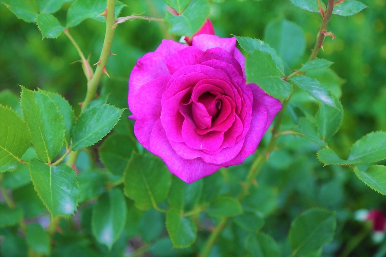 rose  purple rose  spring free photo