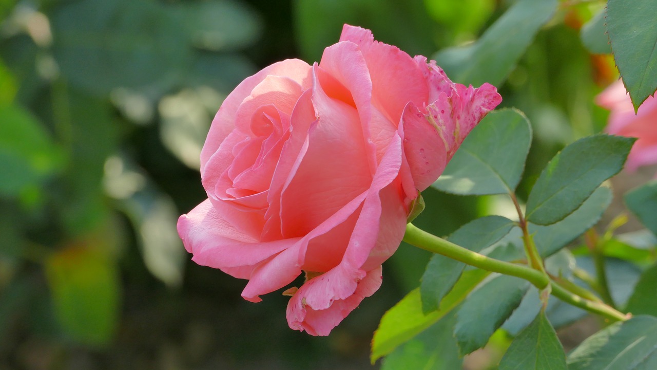 rose  flower  beauty free photo