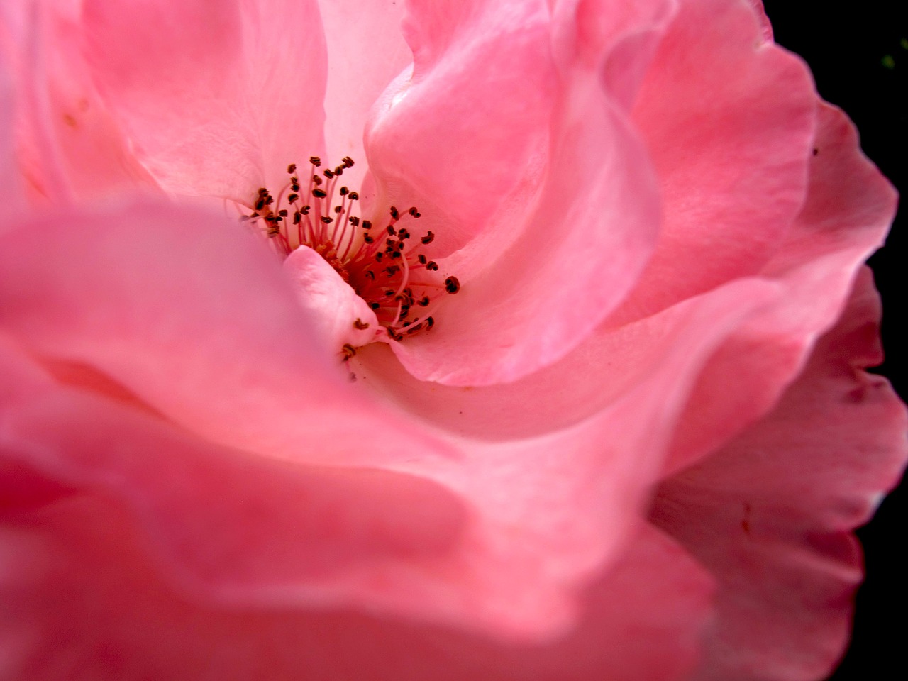 rose  flower  nature free photo