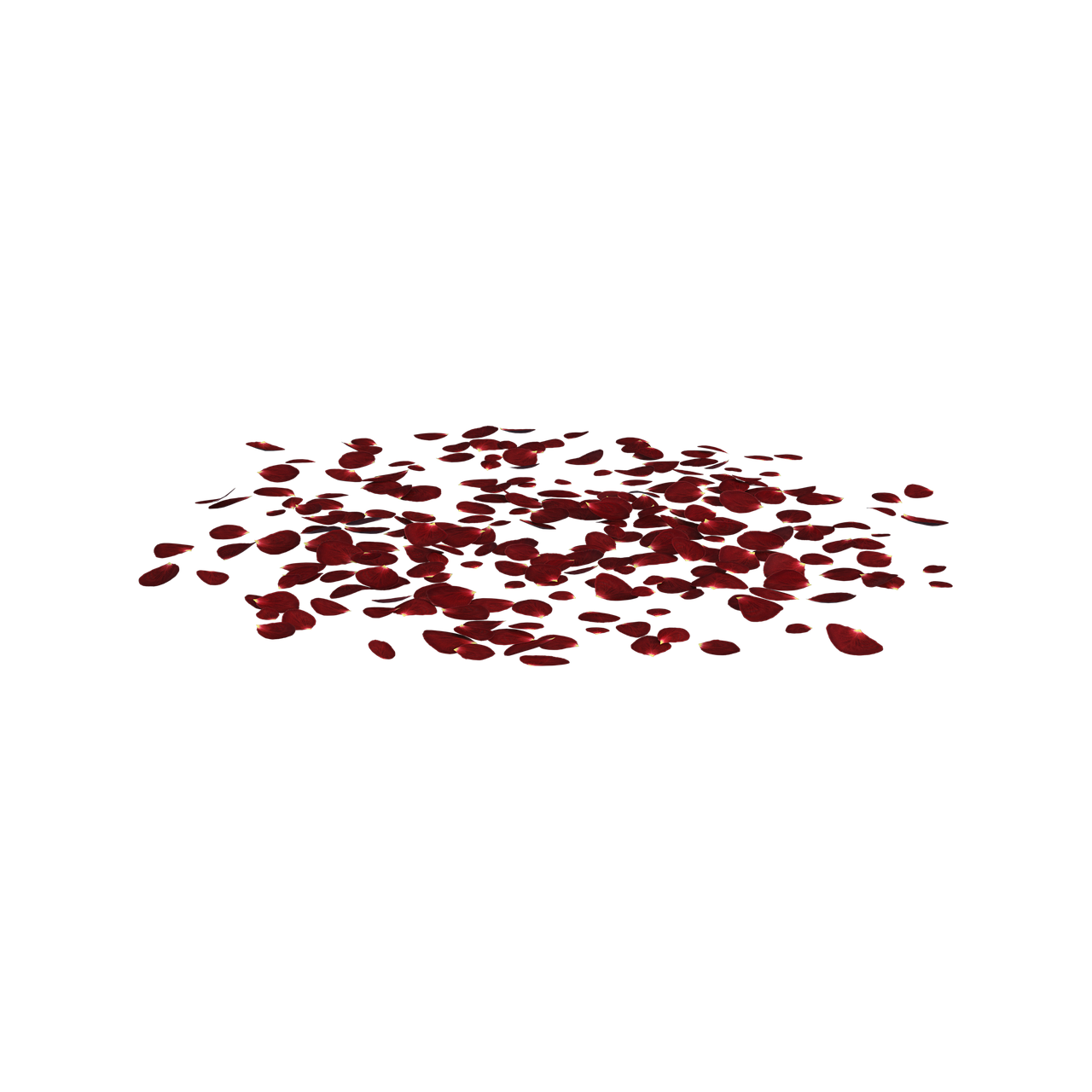 rose  petals  scattered free photo