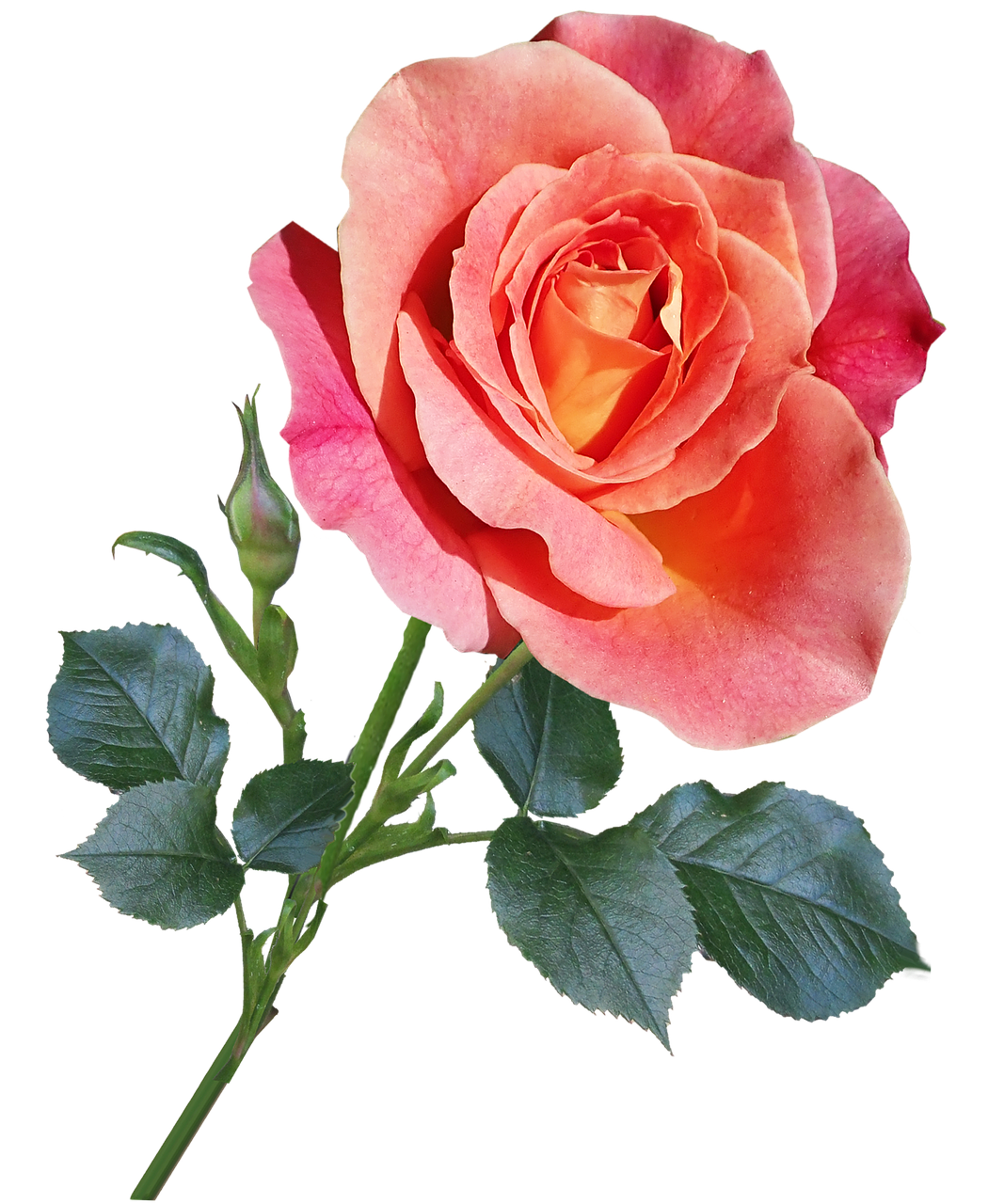 rose  fragrant  cut out free photo