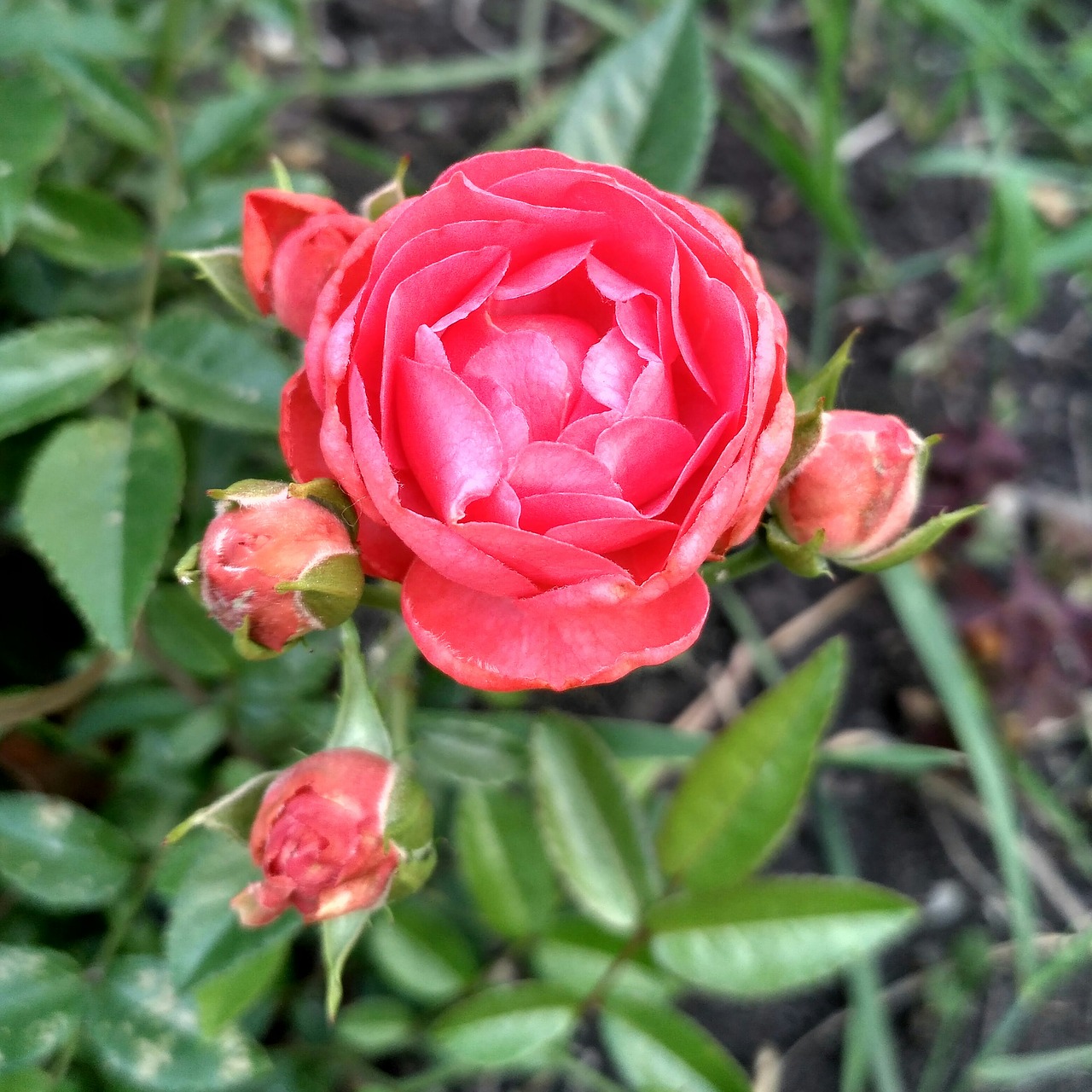 rose  garden  flowers free photo