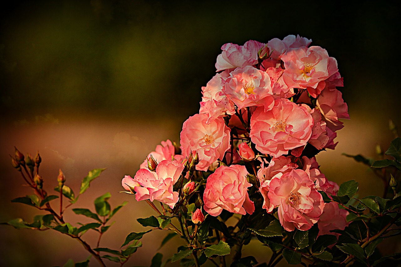 rose  flower  plant free photo