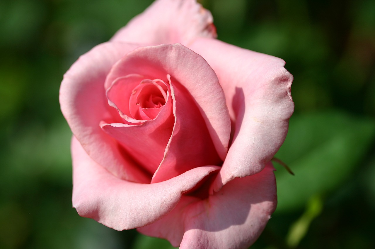 rose  close up  pink free photo