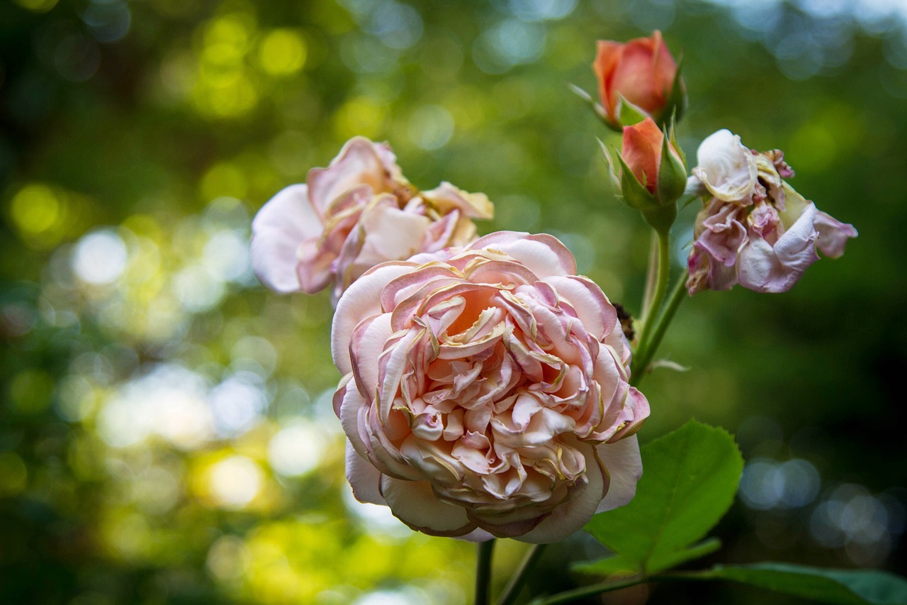 rose bloom blossom free photo