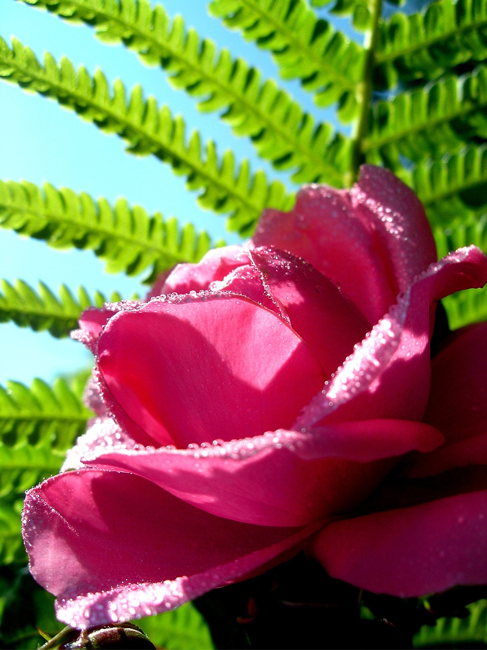 rose fern summer free photo
