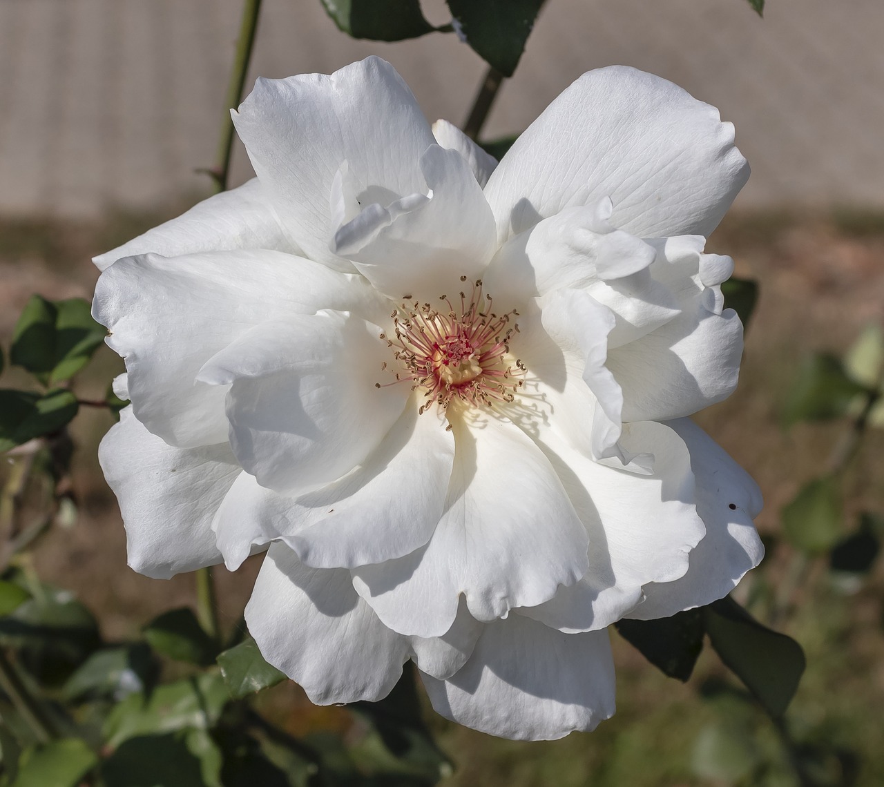 rose  flower  white free photo