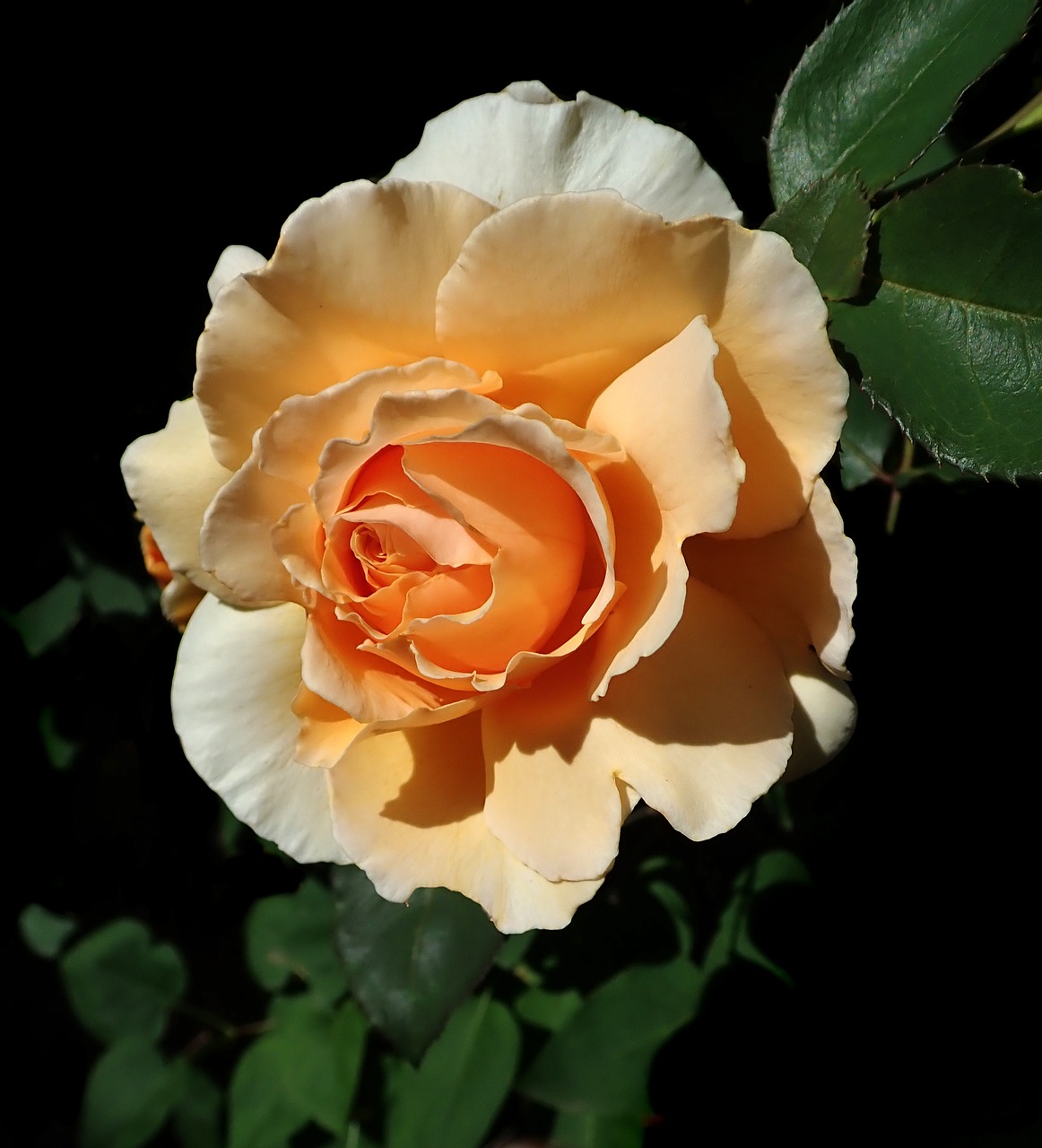 rose  flower  perfume free photo