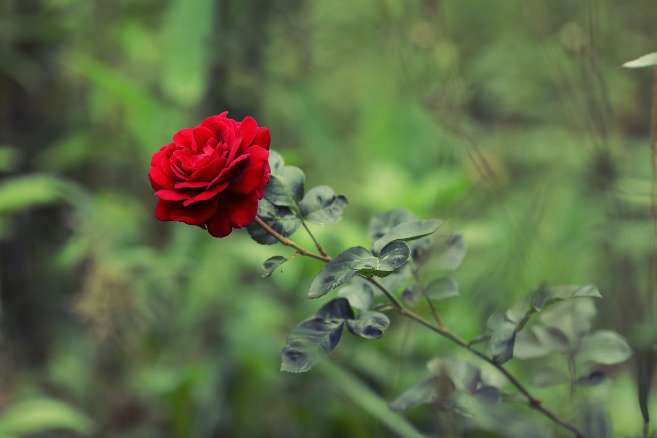 rose  flower  nature free photo