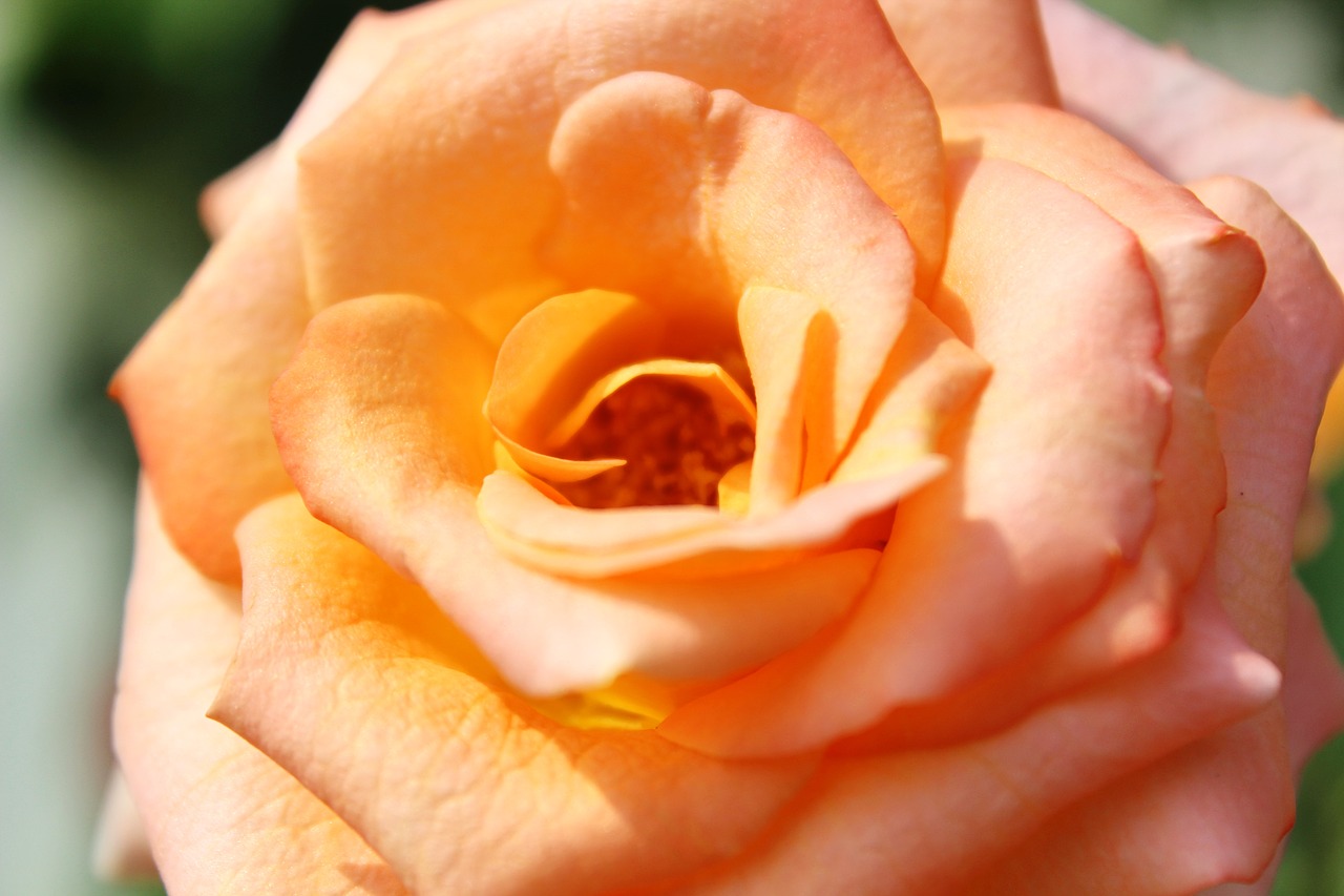 rose  orange  garden free photo